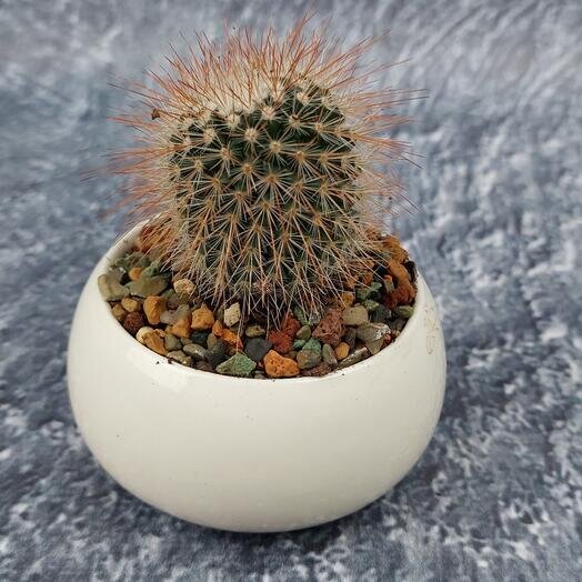 Кактус-шмактус